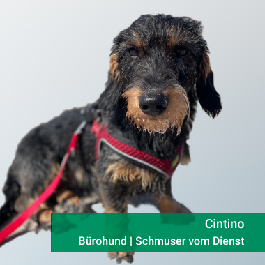 Cintino